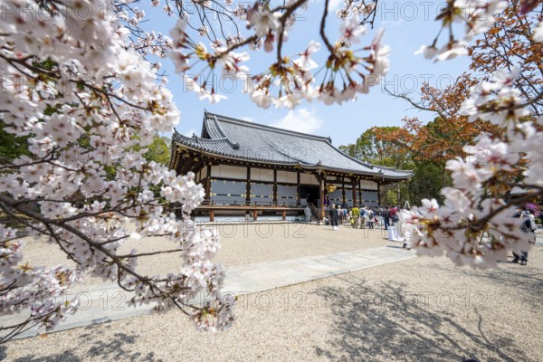 Blooming cherry trees, Kondo main hall of Ninna-ji Temple, Buddhist temple complex, Kyoto, Japan