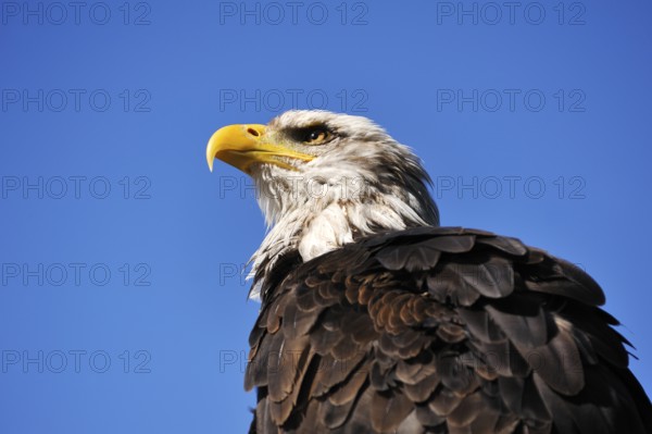 Bald eagle (Haliaeetus leucocephalus) against blue sky, public air show, Cologne, North