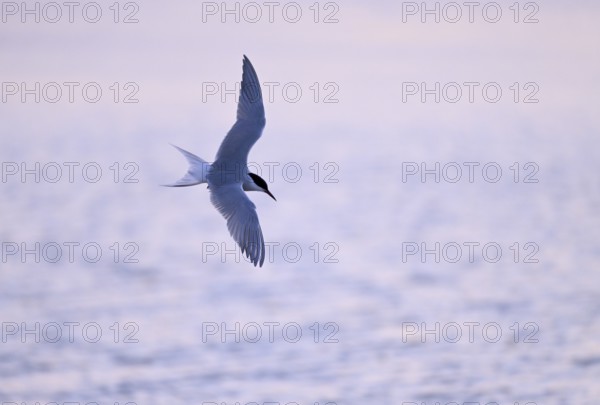Flying common tern (Sterna hirundo) in the evening light, Texel, North Holland, the Netherlands