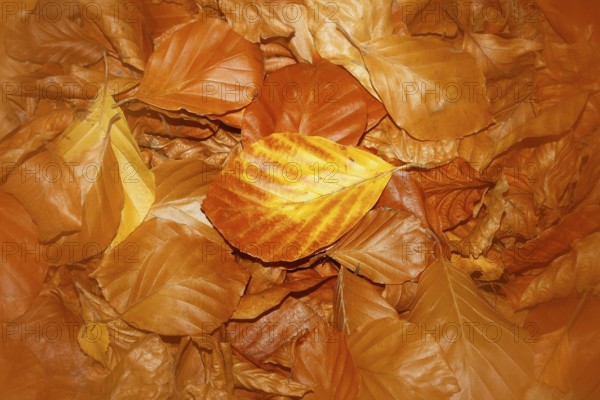 Beech (Fagus) leaves, close-up, alienation, in autumn, North Rhine-Westphalia, Germany