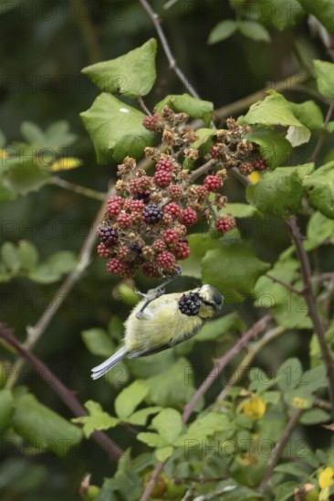 Blue tit (Cyanistes caeruleus) adult bird in a hedgerow feeding on blackberries in summer, England,