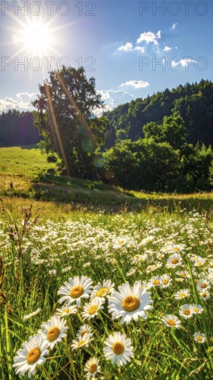 A sunlit meadow with daisies against a forest backdrop under a blue sky, Late summer country
