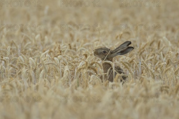 European brown hare (Lepus europaeus) adult animal feeding on a wheat sheath in a farmland field in