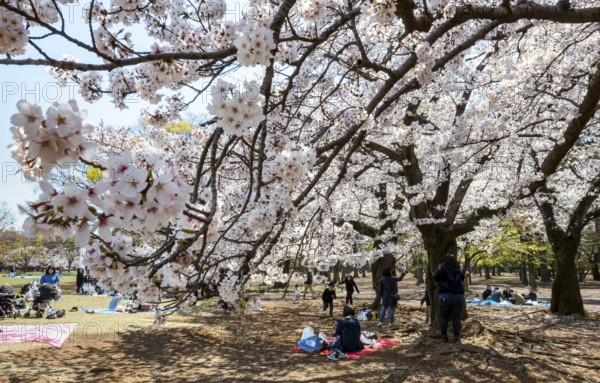People picnicking under cherry blossoms in Yoyogi Park, Hanami Festival, Shibuya District, Tokyo,