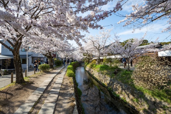 Footpath along a canal, cherry blossoms in spring, Philosopher's Path or Tetsugaku no michi, Kyoto,