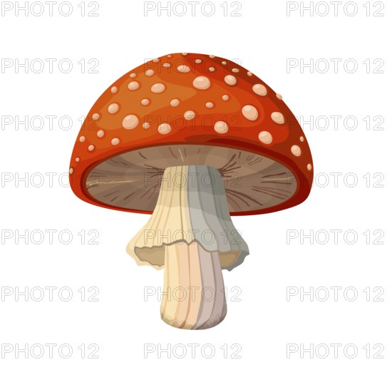 Amanita Muscaria mushroom vector drawing on white