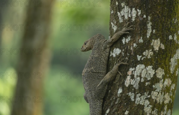 A Bengal monitor or Indian monitor (Varanus bengalensis) climbing a tree in an outdoor environment