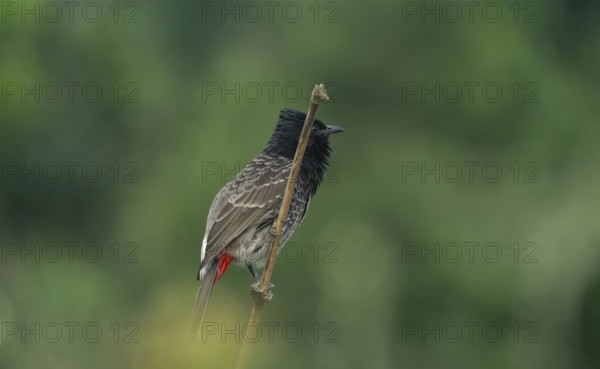 The red vented bulbul (Pycnonotus cafer) stands on a bamboo branch against a green background,