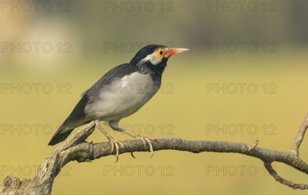 Indian pied myna (Gracupica contra) on a branch with a blurred natural background, Gazipur,