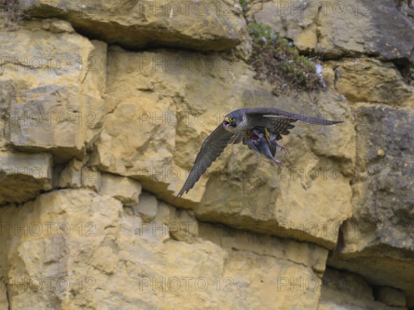 Peregrine falcon (Falco peregrinus), Peregrine falcon, flying with prey on a rock wall, biosphere