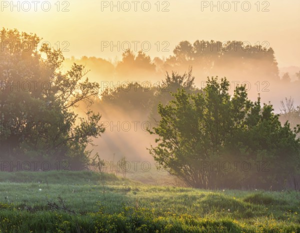 A misty field at sunrise with soft light illuminating trees and greenery, creating a serene
