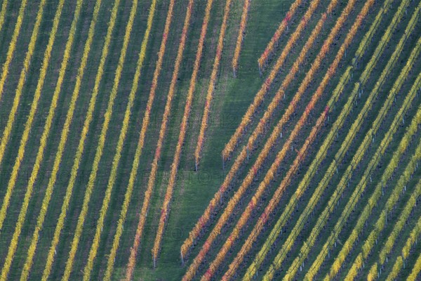 Typical landscape in autumn with vineyards, South Styrian hills, South Styrian wine route, Styria,