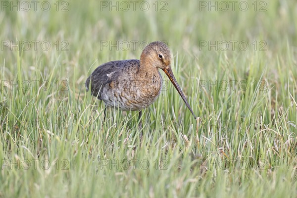 Blacktail (Limosa limosa) runs on the shore of a lake in a moor, snipe birds, wildlife, nature
