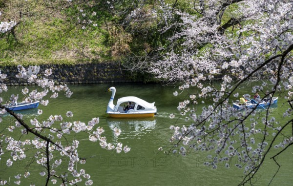 Chidorigafuchi Canal with rowing boats, blooming cherry trees on the shore, castle moat, Japanese