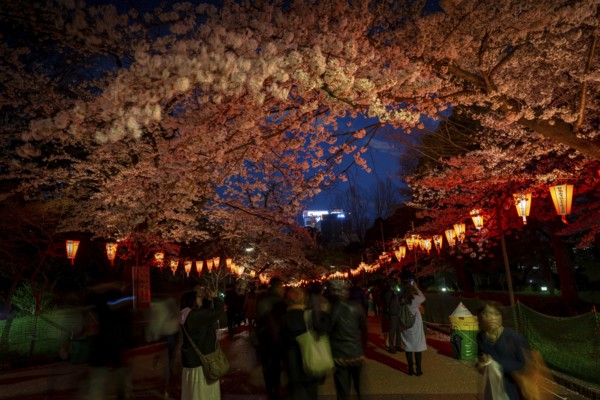 People walking through the park, blooming cherry trees and illuminated lanterns with Japanese