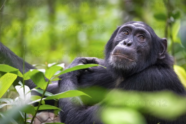 Animal portrait, chimpanzee (Pan Troglodytes) looking longingly, hopeful, adult male between leaves