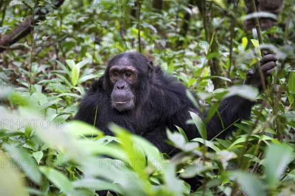 Chimpanzee (Pan Troglodytes), male on the ground, jungle in Kibale National Park, Uganda