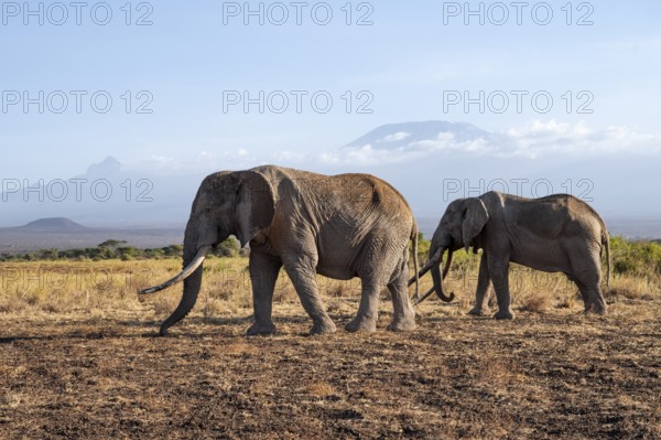 Two African elephants (Loxodonta africana) in a picturesque landscape with the summit of Mount