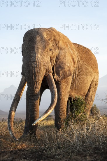 African elephant (Loxodonta africana), the famous Super Tusker elephant Craig, old male with long