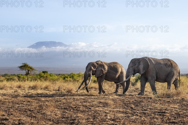 Two African elephants (Loxodonta africana) in a picturesque savanna landscape with the summit of