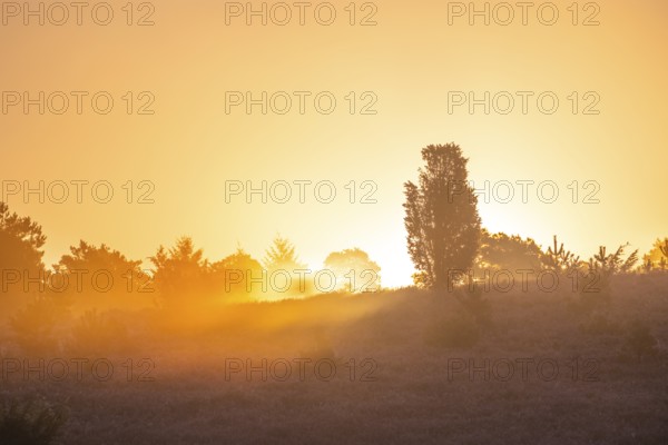 Golden sunbeams over the blooming Lüneburger Heide near Niederhaverbeck