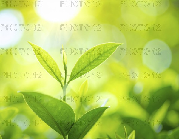 Natural green leaves plants, spring ans summer background cover page, golden soft light, green and