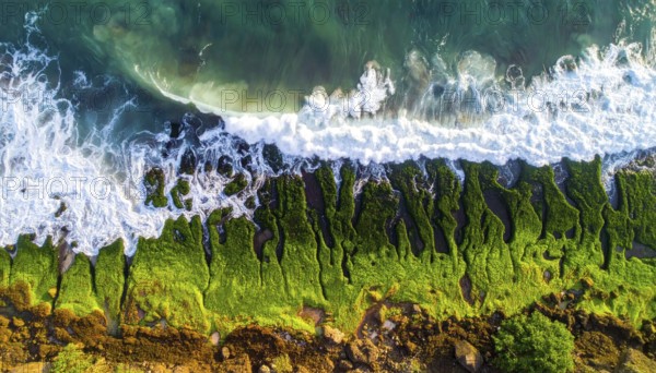 Green algae on the sandy shore of an ocean. Fascinating phenomenon of wild coastline with green