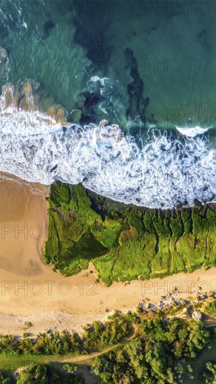 Green algae on the sandy shore of an ocean. Fascinating phenomenon of wild coastline with green
