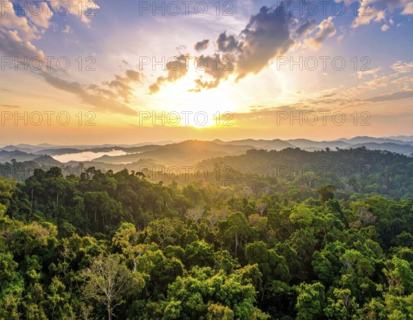 Banner background of tropical forest landscape scene, green wild jungle, cloudy sky at morning,