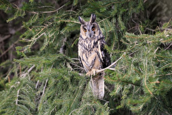 Long-eared owl (Asio otus), adult, on tree, in winter, alert, Bohemian Forest, Czech Republic,