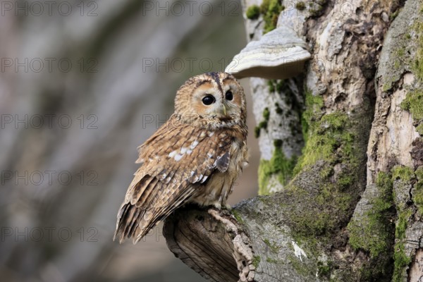 Tawny owl (Strix aluco), adult, on tree, in winter, alert, Bohemian Forest, Czech Republic, Europe,
