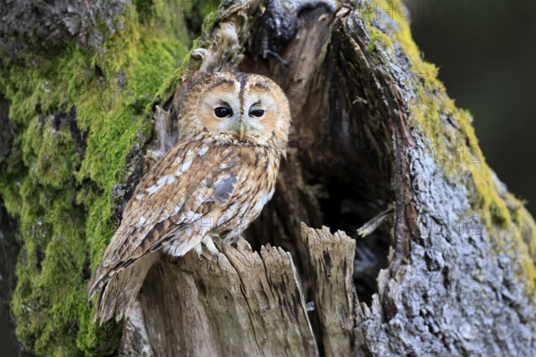 Tawny owl (Strix aluco), adult, perch, on tree, in winter, alert, Bohemian Forest, Czech Republic,