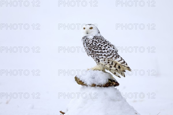 Snowy owl (Nyctea scandiaca), snowy owl, adult, alert, in snow, perch, in winter, Bohemian Forest,