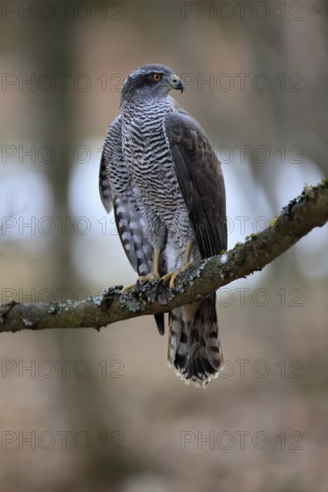 Hawk (Astur gentilis), adult, female, on tree, in winter, alert, Bohemian Forest, Czech Republic,