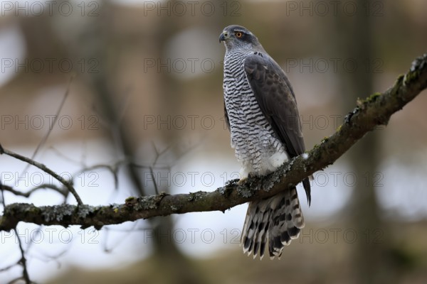 Hawk (Astur gentilis), adult, female, on tree, in winter, alert, Bohemian Forest, Czech Republic,