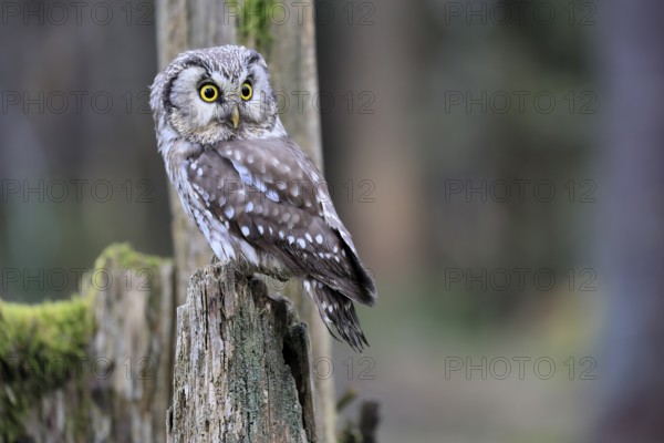 Roughfoot owl (Aegolius funereus), groufoot owl, adult, perch, alert, in winter, Bohemian Forest,