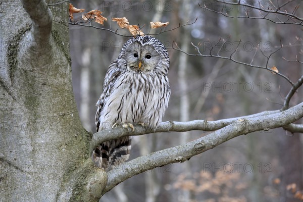 Hawk owl (Strix uralensis), adult, in winter, on tree, Bohemian Forest, Czech Republic, Europe,