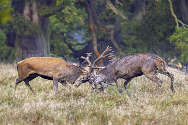 Two rutting red deer (Cervus elaphus) stags fighting by locking antlers during fierce mating battle