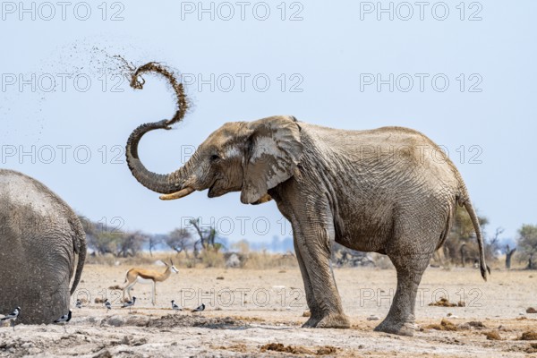 African elephant (Loxodonta africana), adult male, splashes water at the waterhole, Nxai Pan
