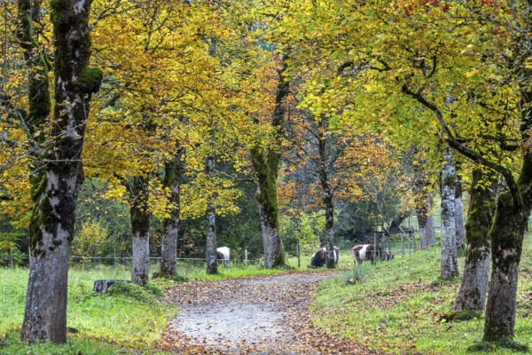 Autumn atmosphere, avenue with autumn-colored sycamore trees, Stillach Valley, near Heini-Klopfer