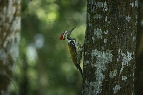 A closeup of a black-rumped flameback (Dynopium benghalense) on a tree in the forest. Sreepur,