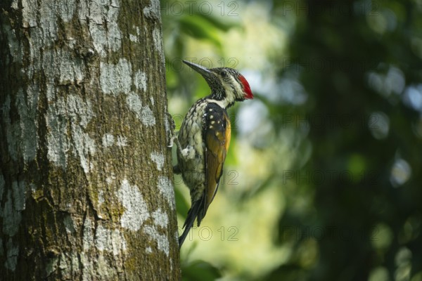 A vibrant Black-rumped Flameback woodpecker (Dinopium benghalense) clings to the rough, mossy bark