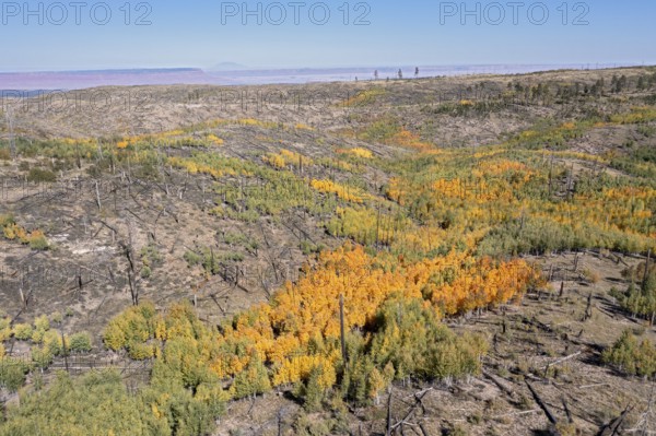 Jacob Lake, Arizona - Aspens show their brilliant fall colors as they revegetate the area burned by