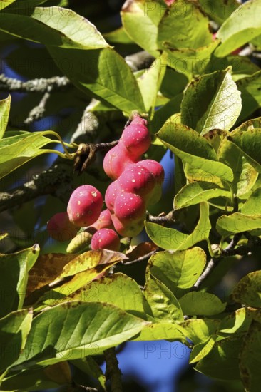 Fruits of the magnolia, September, Germany