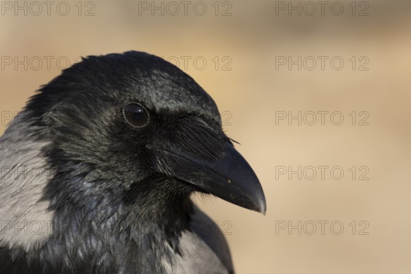Hooded crow (Corvus cornix) adult bird head portrait, Rome, Italy
