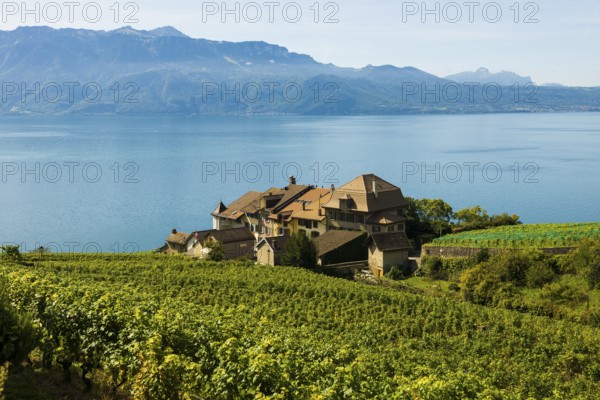 Picturesque village in the vineyards by the lake, Epesses, Lavaux, UNESCO World Heritage Site, Lake