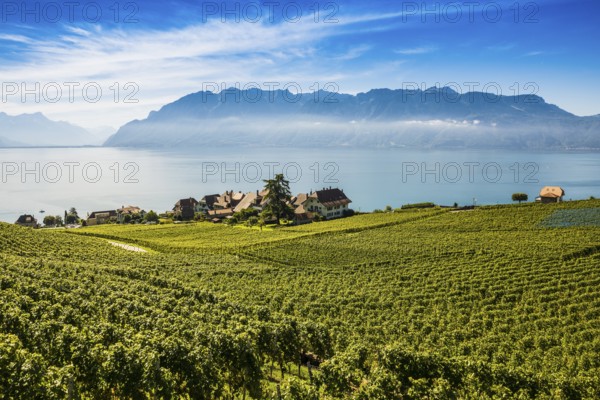 Picturesque village in the vineyards by the lake, Rivaz, Lavaux, UNESCO World Heritage Site, Lake