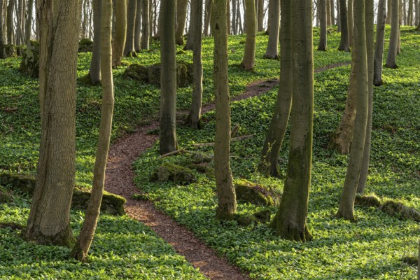 Winding forest path through an idyllic beech forest in spring with lush green wild garlic on the