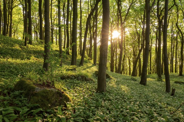 The light of the sun shines in an idyllic beech forest in spring with lush green wild garlic on the