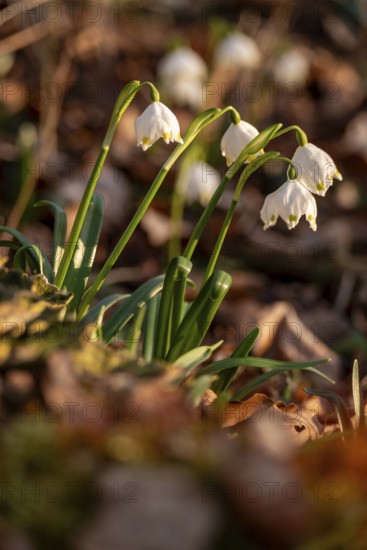 Close-up of spring knotweed (Leucojum vernum) in the forest, also known as marzenbecher, in